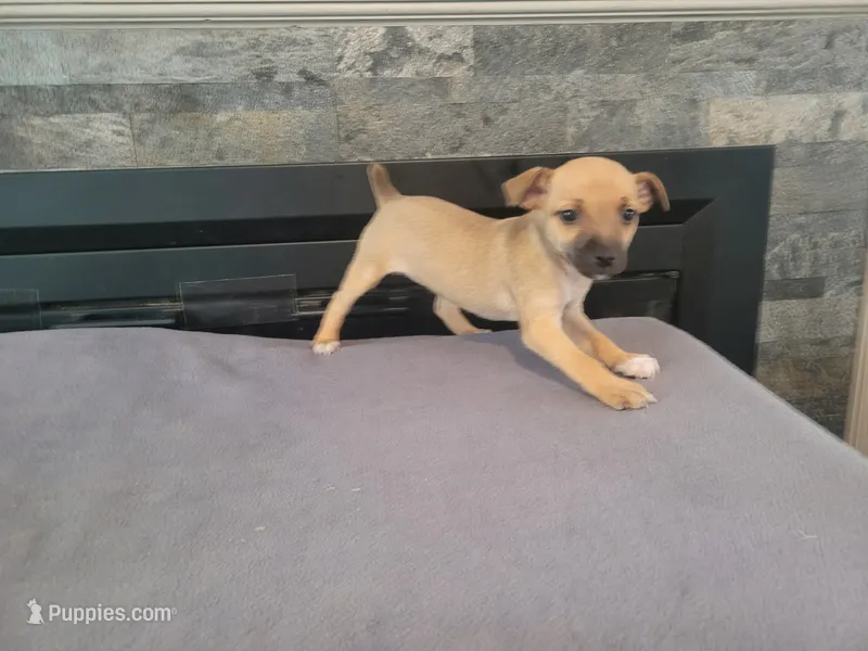 Lady – Jack Russell Terrier puppy for sale in Inkster, MI