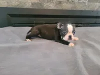 Black , a male Boston Terrier for sale in Inkster, MI – 6 of 6