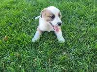 Lulu , a female Australian Shepherd and German Shepherd Dog for sale in Inkster, MI – 3 of 5