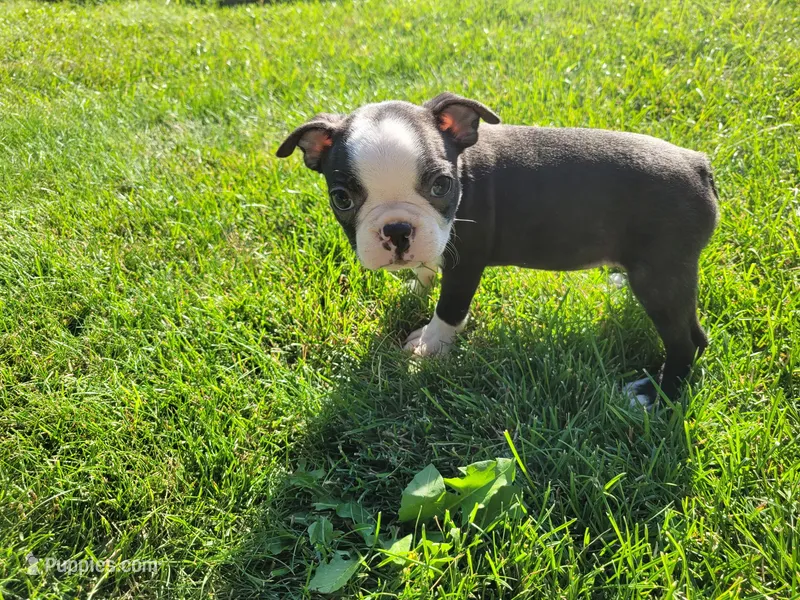 Max  – Boston Terrier puppy for sale in Inkster, MI