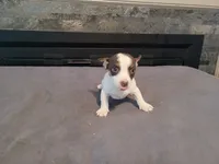 Lulu , a female Jack Russell Terrier for sale in Inkster, MI – 2 of 5