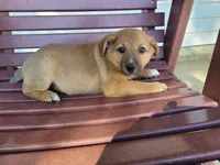 Kim , a female Australian Shepherd and German Shepherd Dog for sale in Inkster, MI – 4 of 5