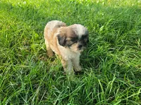 Daisy , a female Shih Tzu for sale in Inkster, MI – 4 of 4