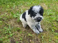 Lulu , a female Australian Cattle Dog and Poodle - Miniature  for sale in Inkster, MI – 3 of 4