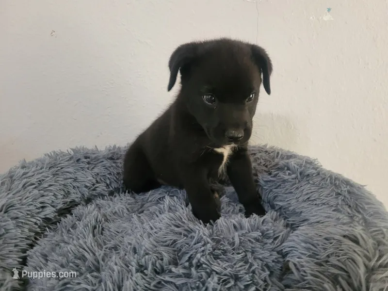 Jackie – Australian Shepherd, Labrador Retriever puppy for sale in Inkster, MI