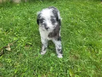Linda , a female Australian Shepherd and Border Collie for sale in Inkster, MI – 4 of 4