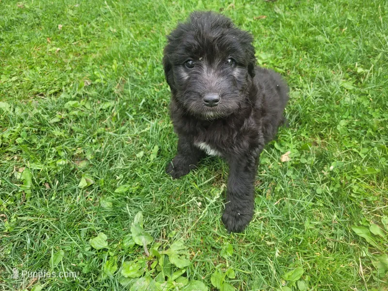 Max  – Australian Shepherd, Border Collie puppy for sale in Inkster, MI