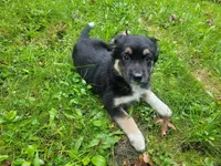 Daisy , a female German Shepherd Dog and Labrador Retriever for sale in Inkster, MI – 3 of 4