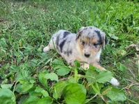 Daisy , a female Australian Shepherd and German Shepherd Dog for sale in Inkster, MI – 6 of 6
