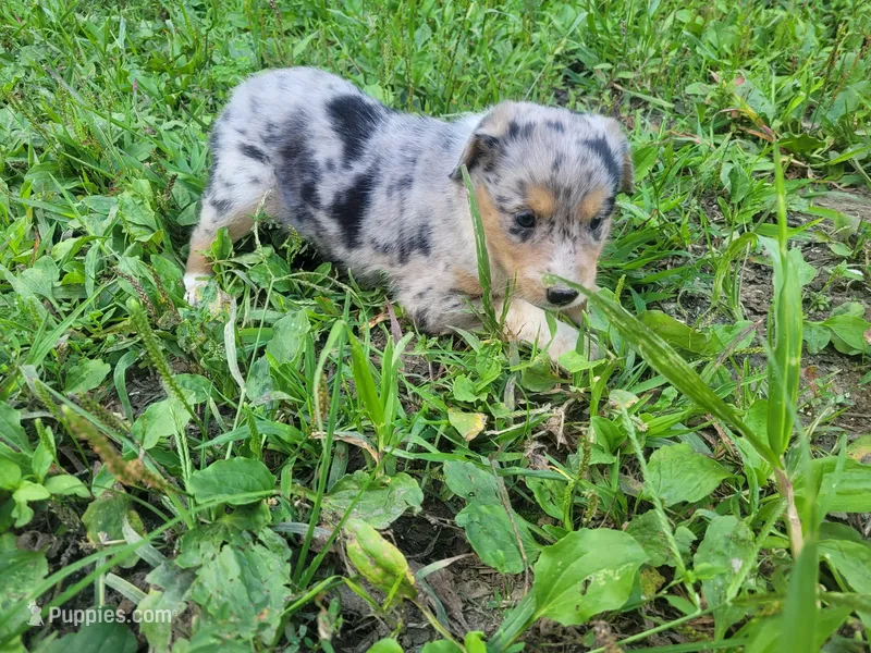 Daisy  – Australian Shepherd, German Shepherd Dog puppy for sale in Inkster, MI