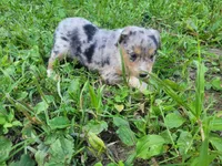 Daisy , a female Australian Shepherd and German Shepherd Dog for sale in Inkster, MI – 1 of 6