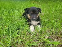 Mary, a female Australian Shepherd and German Shepherd Dog for sale in Inkster, MI – 2 of 6