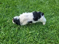 John , a male Cavapoo for sale in Inkster, MI – 5 of 5