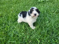 Daisy , a female Cavapoo for sale in Inkster, MI – 2 of 5
