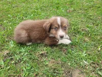 Jackie, a female Australian Shepherd for sale in Inkster, MI – 4 of 5