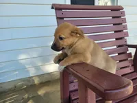 Kim , a female Australian Shepherd and German Shepherd Dog for sale in Inkster, MI – 2 of 5