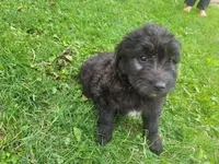 Max , a male Australian Shepherd and Border Collie for sale in Inkster, MI – 2 of 4