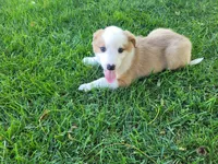 Ram, a male Australian Shepherd and German Shepherd Dog for sale in Inkster, MI – 5 of 5