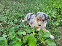 Daisy , a female Australian Shepherd and German Shepherd Dog for sale in Inkster, MI – 3 of 6