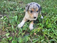 Daisy , a female Australian Shepherd and German Shepherd Dog for sale in Inkster, MI – 5 of 6