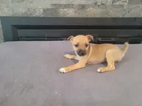 Lady, a female Jack Russell Terrier for sale in Inkster, MI – 5 of 5
