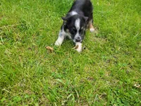 Ash, a male Australian Shepherd and Border Collie for sale in Inkster, MI – 2 of 4