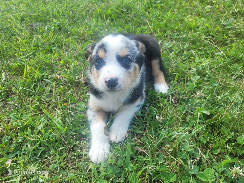 John  – Australian Shepherd, German Shepherd Dog puppy for sale in Inkster, MI