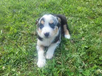 John , a male Australian Shepherd and German Shepherd Dog for sale in Inkster, MI – 1 of 4