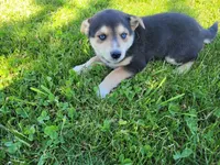 Jackie, a female German Shepherd Dog and Siberian Husky for sale in Inkster, MI – 4 of 5
