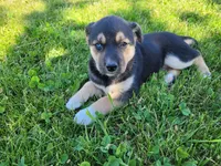 Lady, a female German Shepherd Dog and Siberian Husky for sale in Inkster, MI – 3 of 4