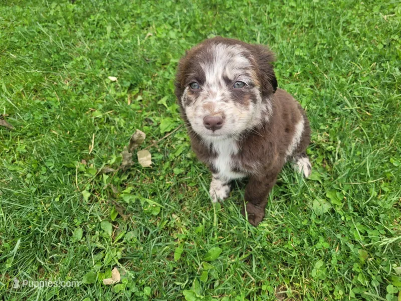 Lady – Australian Shepherd, Border Collie puppy for sale in Inkster, MI