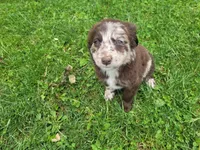 Lady, a female Australian Shepherd and Border Collie for sale in Inkster, MI – 1 of 4