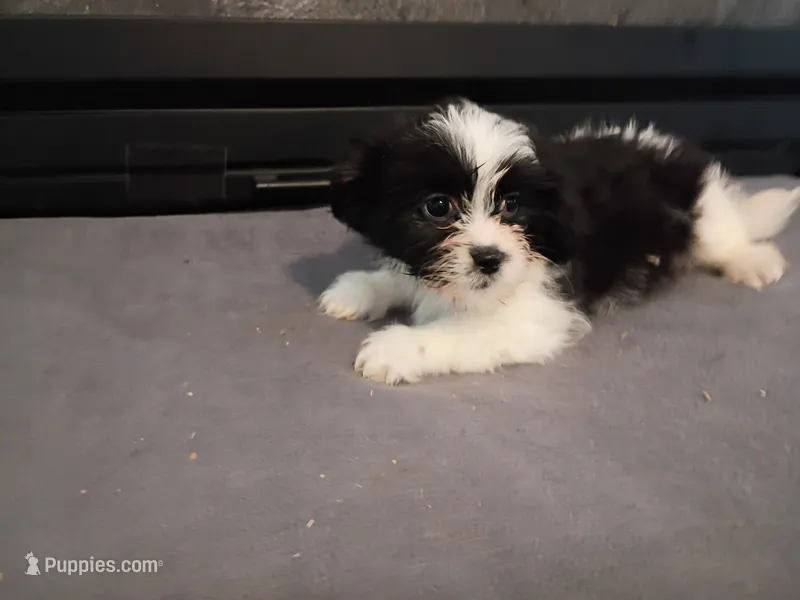 Jackie – Havanese, Shih Tzu puppy for sale in Inkster, MI