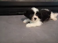 Jackie, a female Havanese and Shih Tzu for sale in Inkster, MI – 1 of 6