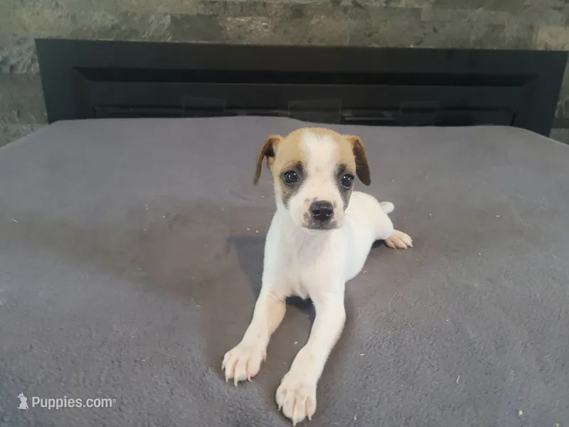 John  – Jack Russell Terrier puppy for sale in Inkster, MI