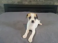 John , a male Jack Russell Terrier for sale in Inkster, MI – 1 of 4