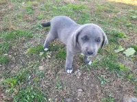 Angie, a female Australian Shepherd and Labrador Retriever for sale in Inkster, MI – 4 of 4