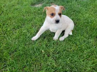 Daisy , a female Australian Cattle Dog for sale in Inkster, MI – 3 of 4