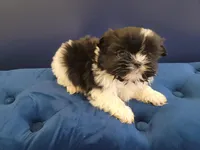 John , a male Shih Tzu for sale in Inkster, MI – Photo 5 of 6