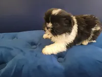 John , a male Shih Tzu for sale in Inkster, MI – Photo 2 of 6