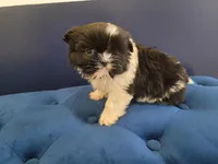 John , a male Shih Tzu for sale in Inkster, MI – Photo 6 of 6