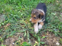 Lulu , a female Australian Shepherd and German Shepherd Dog for sale in Inkster, MI – 6 of 6