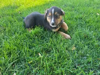 Ash , a male Australian Shepherd and German Shepherd Dog for sale in Inkster, MI – 4 of 4