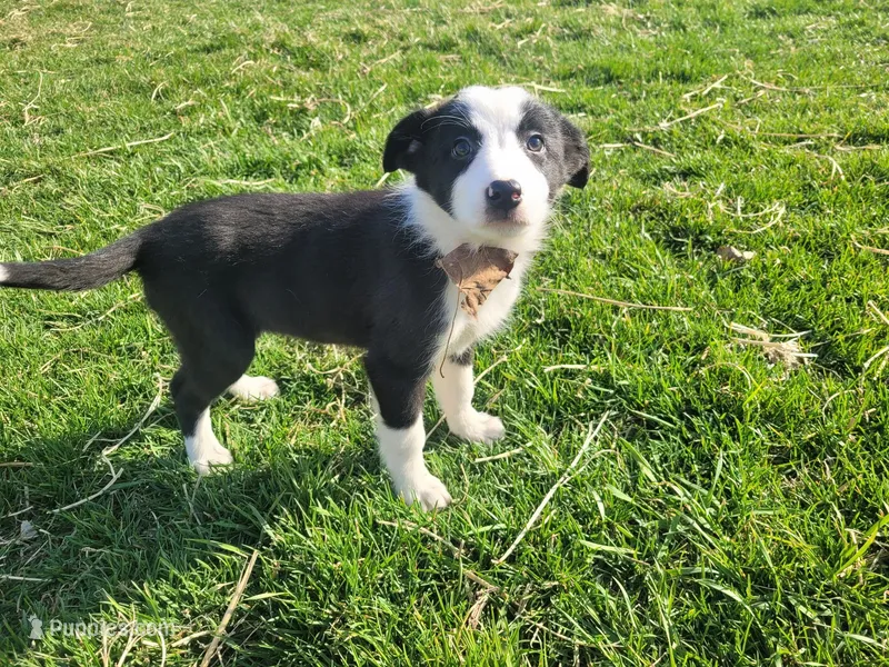 Lulu , a female Border Collie and German Shepherd Dog for sale in Inkster, MI – Photo 1 of 4