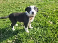 Lulu , a female Border Collie and German Shepherd Dog for sale in Inkster, MI – Photo 1 of 4