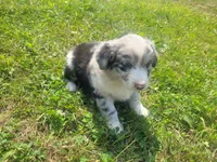 Kim, a female Australian Shepherd and German Shepherd Dog for sale in Inkster, MI – 3 of 5