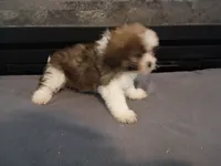 Oliver, a male Havanese and Shih Tzu for sale in Inkster, MI – 2 of 6