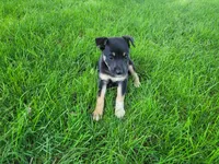 Lady, a female German Shepherd Dog and Labrador Retriever for sale in Inkster, MI – 2 of 4