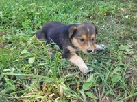 Lulu , a female Australian Shepherd and German Shepherd Dog for sale in Inkster, MI – 5 of 6