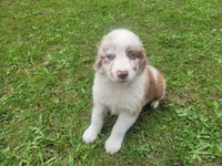 Ram, a male Australian Shepherd for sale in Inkster, MI – 2 of 5